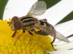 Helophilina