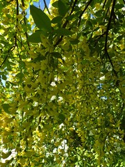 Laburnum anagyroides