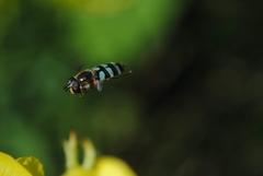 Megasyrphus laxus image