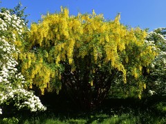 Laburnum anagyroides