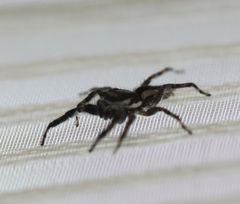 Menemerus bivittatus