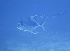 Alectis ciliaris