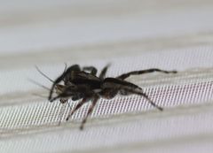 Menemerus bivittatus