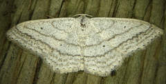 Scopula ancellata