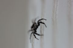 Menemerus bivittatus