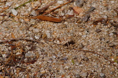 Heliastus sumichrasti