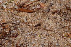 Heliastus sumichrasti