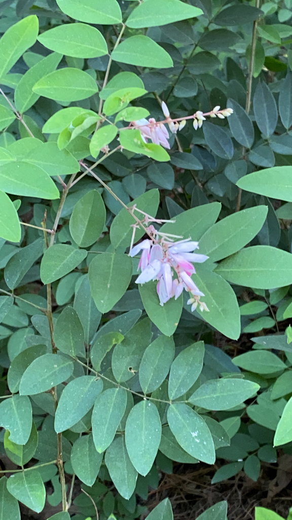 Chinese Indigo