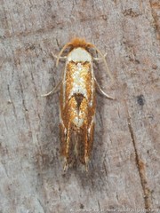 Philonome clemensella