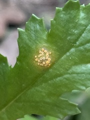 Puccinia lagenophorae