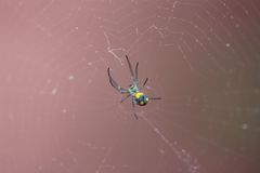 Leucauge argyrobapta