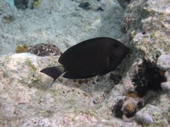 Acanthurus chirurgus