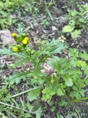 Puccinia lagenophorae