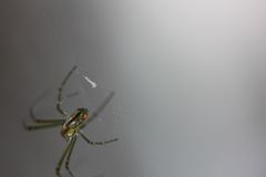 Leucauge argyrobapta