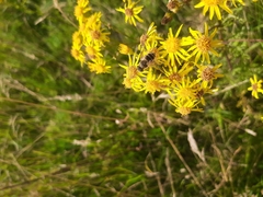 Eristalis arbustorum