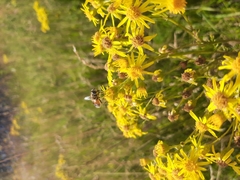 Eristalis arbustorum