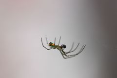 Leucauge argyrobapta