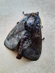 Phocoderma
