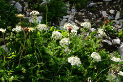 Achillea clusiana
