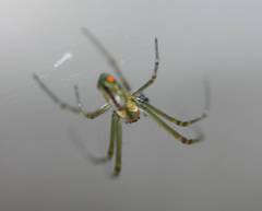 Leucauge argyrobapta