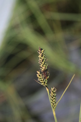Carex buxbaumii