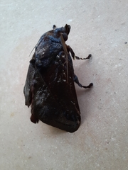 Phocoderma