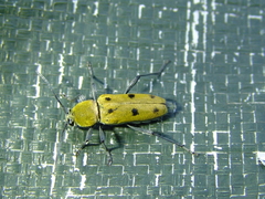 Chlorophorus glabromaculatus