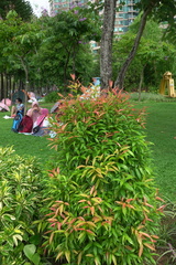 Syzygium myrtifolium