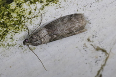Meroptera pravella