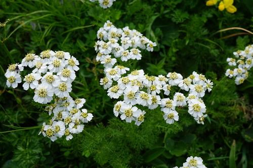 Image of Achillea clusiana by (c) Patrick Hacker, some rights reserved (CC BY)