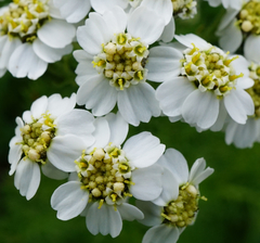 Achillea clusiana