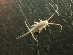 Ctenolepisma longicaudatum