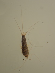 Ctenolepisma longicaudatum
