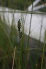 Carex buxbaumii