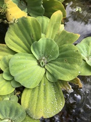 Pistia