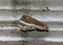 Anartia fatima
