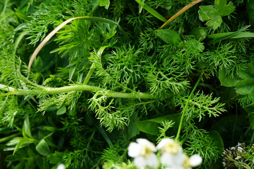 Image of Achillea clusiana by (c) Patrick Hacker, some rights reserved (CC BY)