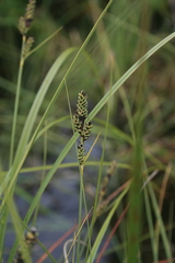 Carex buxbaumii