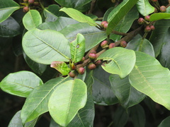Ficus americana