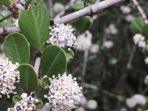 iNaturalist observation photo of Buckbrush