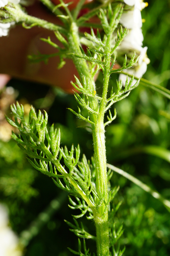 Image of Achillea clusiana by (c) Patrick Hacker, some rights reserved (CC BY)