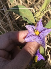 Solanum campylacanthum
