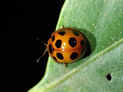 Cyclotoma testudinaria