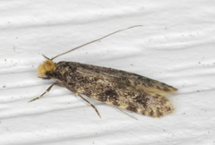 Homosetia marginimaculella