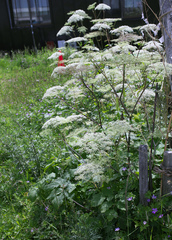 Angelica edulis