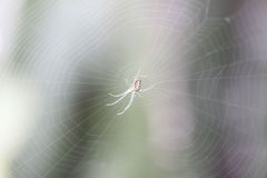 Leucauge argyrobapta