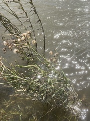 Senecio sarracenicus