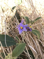 Solanum campylacanthum