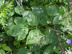 Angelica edulis