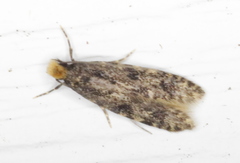 Homosetia marginimaculella